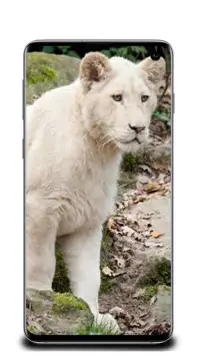 Telechargement De L Application Fonds D Ecran Lion Blanc 21 Gratuit 9apps
