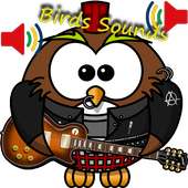 Birds Sounds with Friends