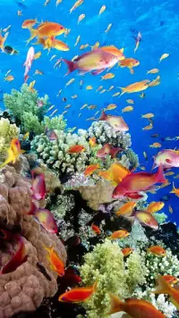 Descarga de la aplicación Acuario Fondos Animados 2023 - Gratis - 9Apps Descarga de la aplicación Acuario Fondos Animados 2023 - Gratis - 9Apps