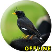 Suara Burung Jalak Kebo MP3 - Jalak Kebo Gacor on 9Apps