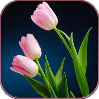 HD Pink Tulips Live Wallpaper