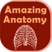 Amazing  Anatomy