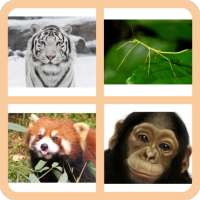 4 Pics 1 Animal