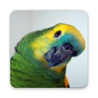 Amazon Parrot Wallpaper HD