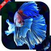 Betta Fish Wallpapers on 9Apps