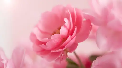 Pink Roses Live Wallpaper APK Download 2023 - Free - 9Apps Pink Roses Live Wallpaper APK Download 2023 - Free - 9Apps
