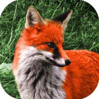 Animal Sounds Free on 9Apps