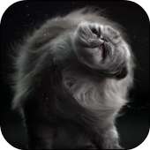 Cats Shake Live Wallpaper on 9Apps
