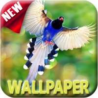 1000+ Birds Wallpapers 4K HD on 9Apps