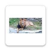 Mysore Zoo on 9Apps
