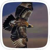 Natureza Golden Eagle Tema