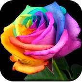 Rose Flowers Live Wallpapers