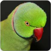 Indian Ringneck Parakeet Sound : Ringneck Parrot on 9Apps