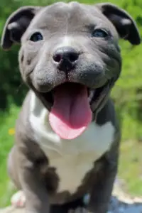 Pitbull Dog Wallpaper & Pitbull Puppy Backgrounds APK Download 2023 - Free  - 9Apps