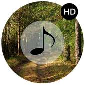 Forest Sounds - Forest Music on 9Apps