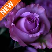 Fondos Rosas Violetas