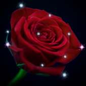 Red Rose - Rose Wallpaper HD
