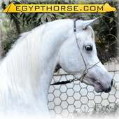 Egypt Horse