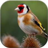 Goldfinch on 9Apps