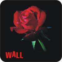 Best Flowers Wallpapers , Rose Wallpapers HD