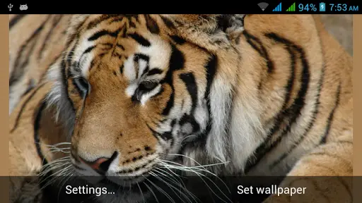 Big Cats Live Wallpapers APK Download 2022 - Free - 9Apps