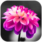 COLOR - Color Splash Effect Photo Editor