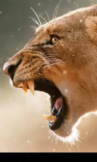 Lion Live Wallpaper APK Download 2023 - Free - 9Apps Lion Live Wallpaper APK Download 2023 - Free - 9Apps
