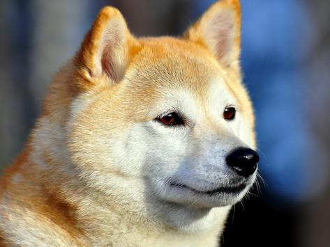 The Dog Portrait in the Flowers of a Willow. American Akita Puppy in Winter  in the Snow Stock Photo - Image of posing, cold: 241726222