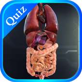 Internal Organs in 3D (Anatomy) Quiz