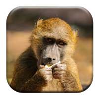 Baboon Sounds on 9Apps