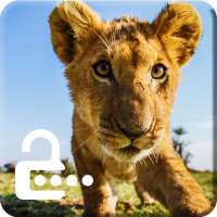 Africa Lion Wild Animal King Screen Lock