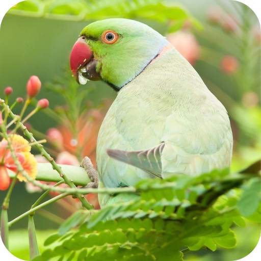 Parrot Full HD Wallpaper