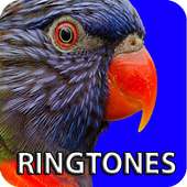Birds Ringtones