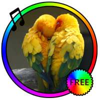 Bird Sounds Ringtones Free