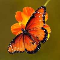 Beautiful Butterflies on 9Apps