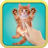 Tickle Cat on 9Apps