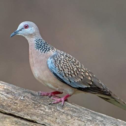 Spotted dove sounds