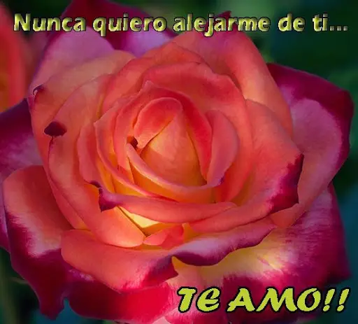 Descarga de la aplicación Te Amo Amor, bonitas frases con rosas y corazones  2023 - Gratis - 9Apps