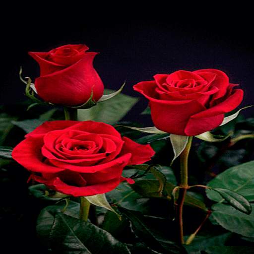 Beautiful Roses LWP