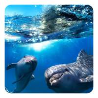 Dolphin 3D Live Wallpaper