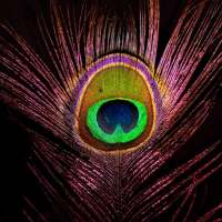 Peacock Feather HD Wallpapers on 9Apps