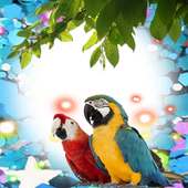 Macaw Birds Photo Frames