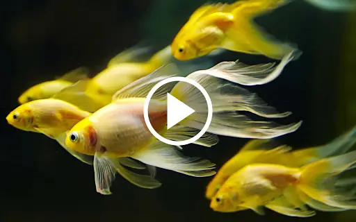 Fish Video Live Wallpaper APK Download 2023 - Free - 9Apps