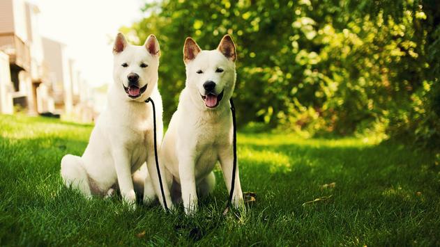 Akita High Definition Wallpaper 73460 - Baltana