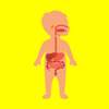 Learning body parts for kids offline flashcards