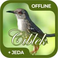 Masteran Burung Ciblek Offline on 9Apps