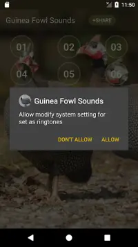 Guinea Fowl Sounds & Calls APK Download 2024 - Free - 9Apps