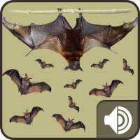 Bat Sounds on 9Apps