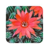 Cactus Flowers Wallpaper on 9Apps
