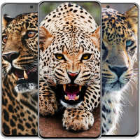 Leopard Wallpapers HD 🐯